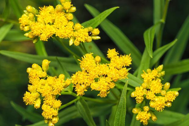 Grass-leaved goldenrods