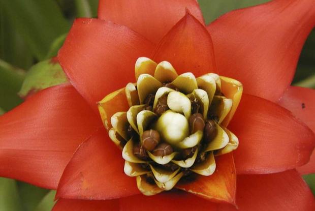 Broméliacée Guzmania lingulata var. cardinalis 'Superb'