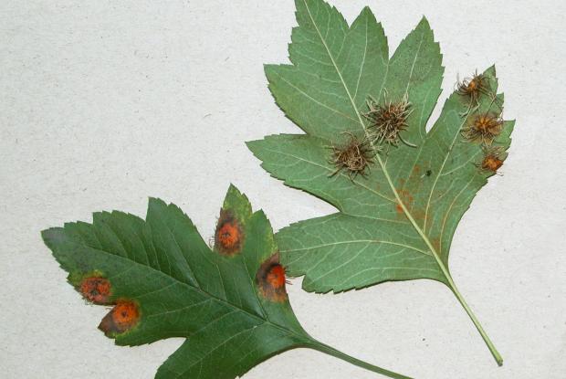 Gymnosporangium sp. on Crataegus sp.