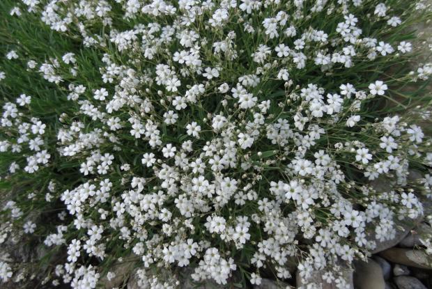 Gypsophila repens