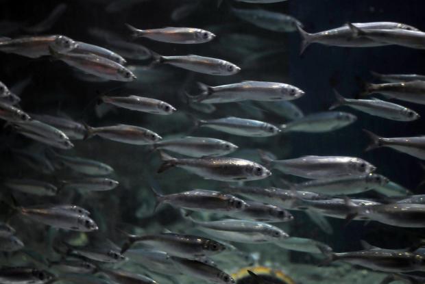 Atlantic herrings (Clupea harengus)