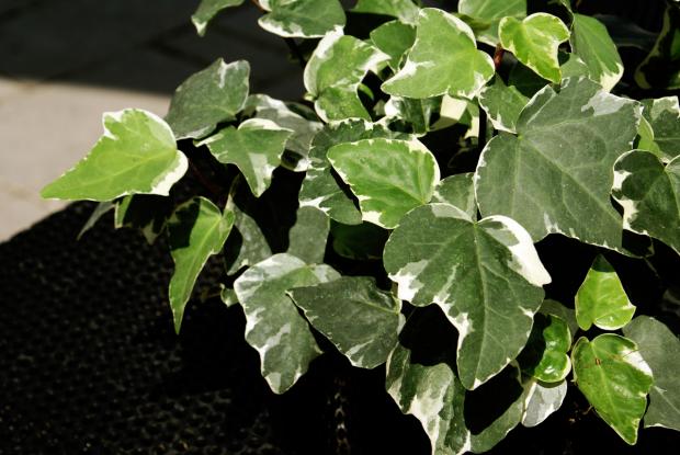 Hedera canariensis 'Gloire de Marengo'