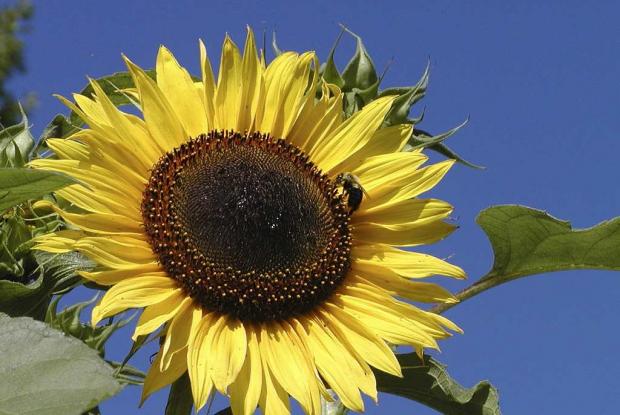 Tournesol Helianthus annuus 'Clara'