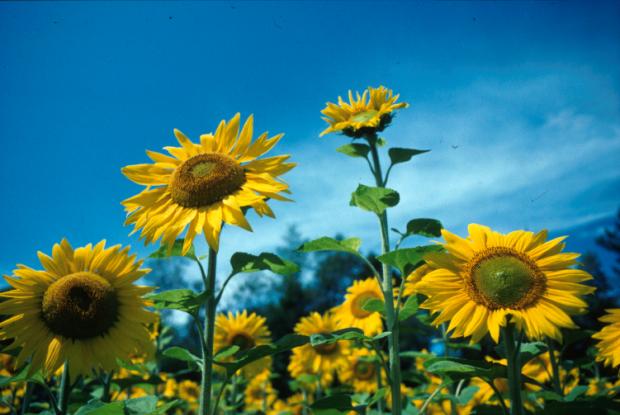 Helianthus annuus