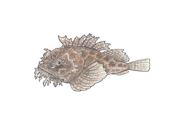 Hemitripterus americanus