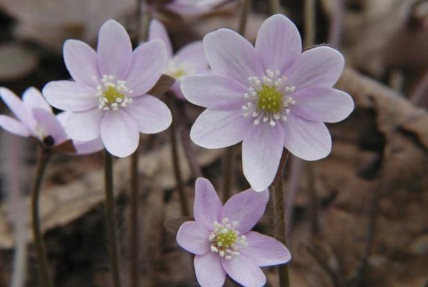 Hepatica