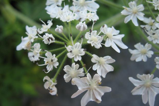 Heracleum mantegazzianum