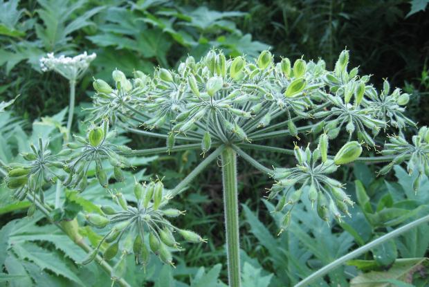 Heracleum mantegazzianum