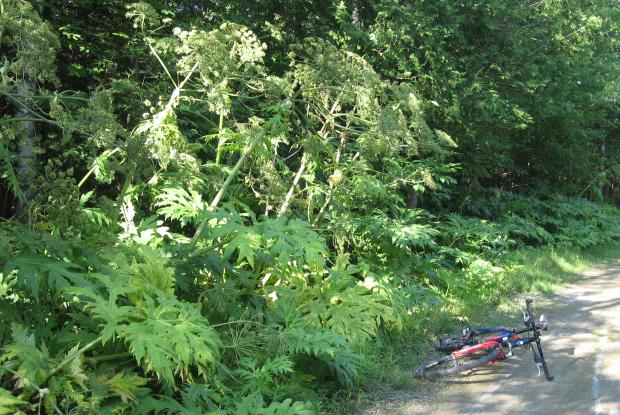 Heracleum mantegazzianum