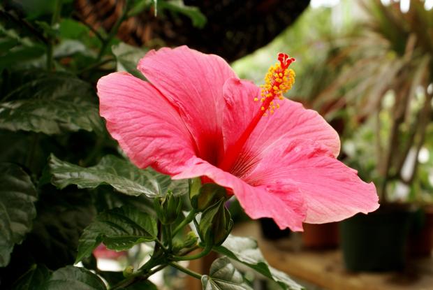Hibiscus rosa sinensis