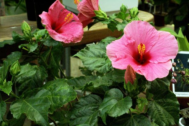 Hibiscus rosa-sinensis