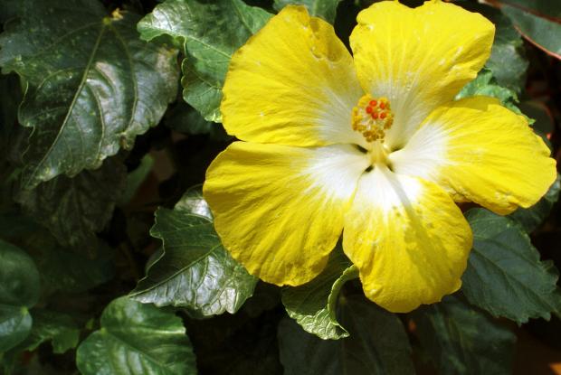 Hibiscus rosa-sinensis