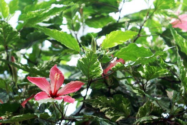 Hibiscus rosa-sinensis 'Cooperi'