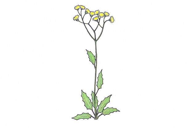Hieracium vulgatum