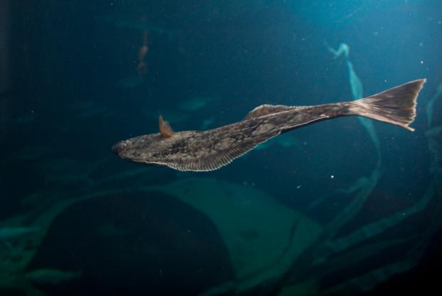Hippoglossus hippoglossus