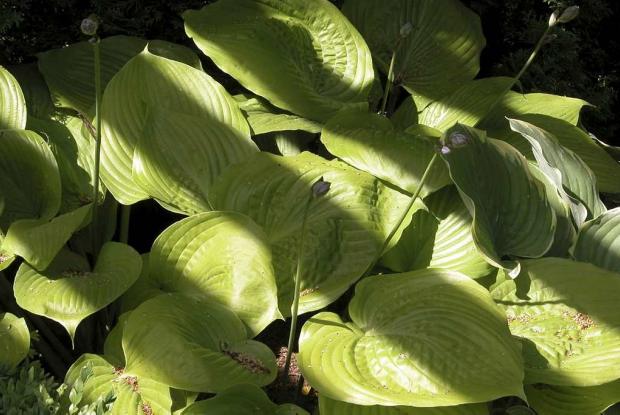 Hosta
