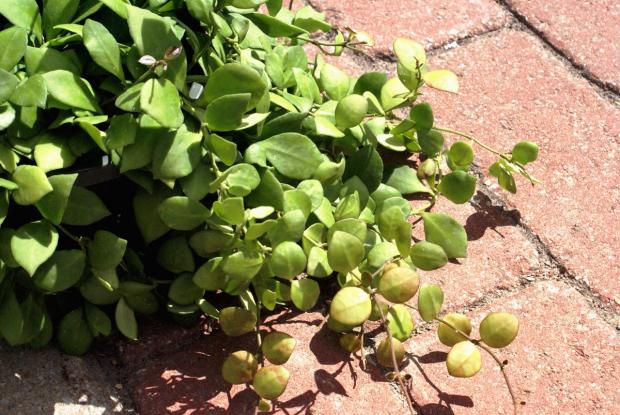 Hoya heuschkeliana
