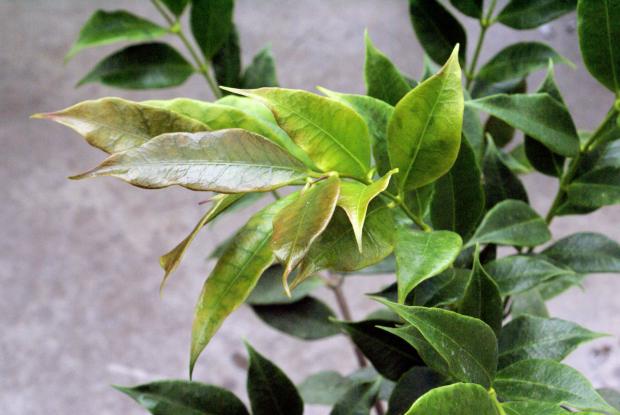 Hoya odorata