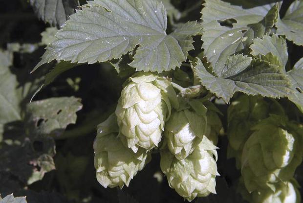 Humulus lupulus
