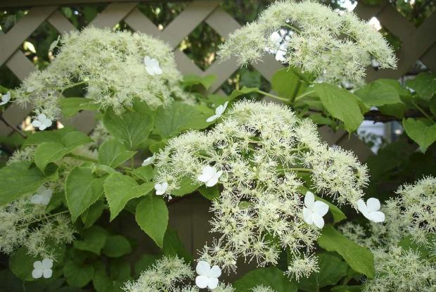 Hydrangea petiolaris