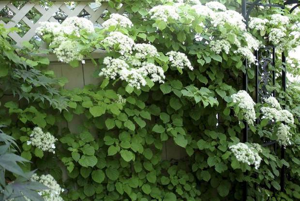 Hydrangea petiolaris