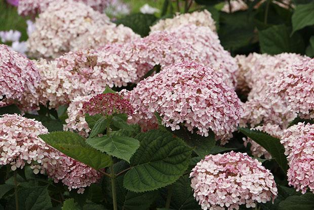 A flowering tree hydrangea