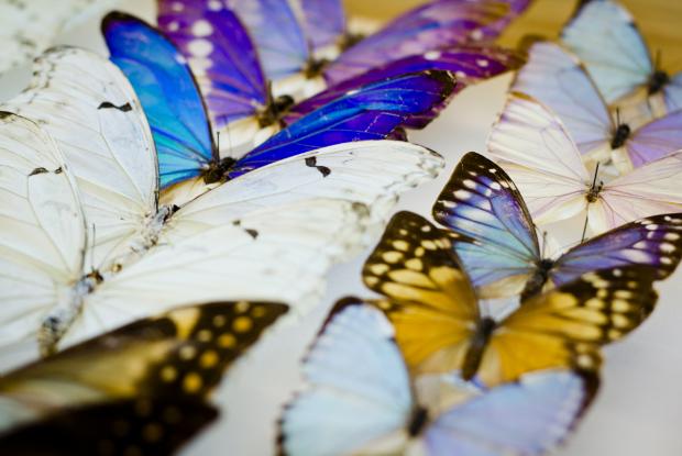 Identification de papillons