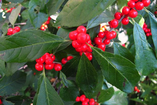 Common winterberry