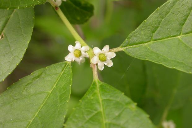 Common winterberry