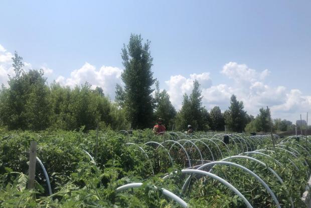 Champs de différents cultivars de tomates à Montréal