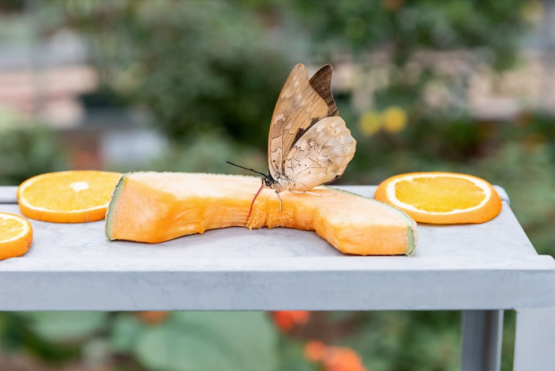 A butterfly stands on a cantaloupe in the Great Vivarium.
