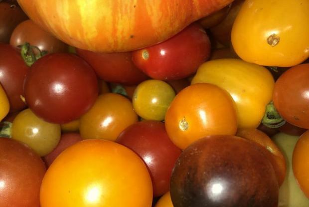 Différents cultivars de tomates
