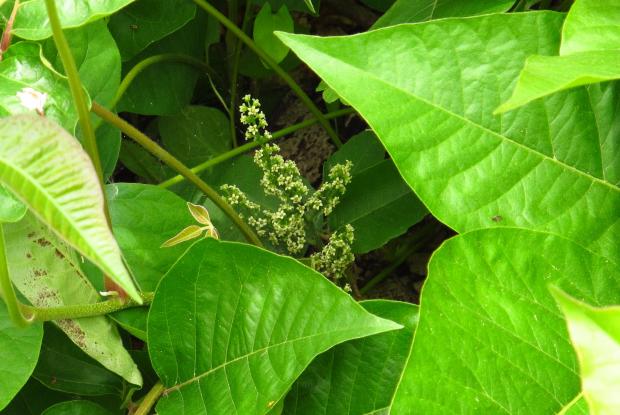 Poison ivy (Toxicodendron radicans) - Flowering