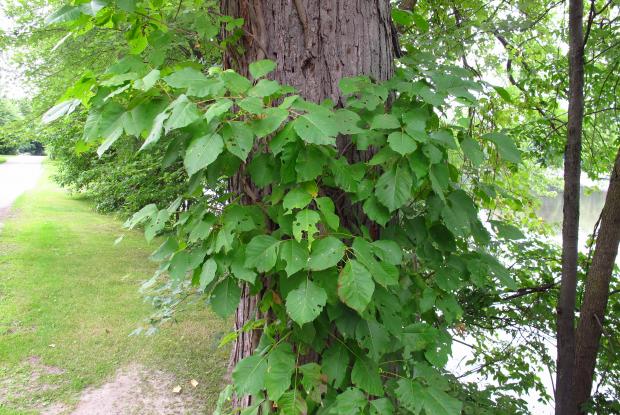 Poison ivy (Toxicodendron radicans) - Climbing form