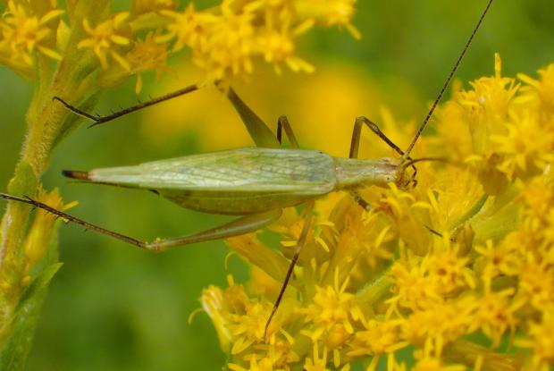 Snowy tree cricket
