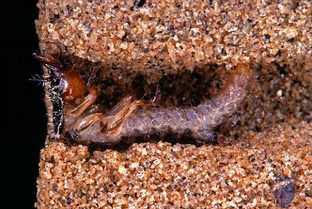 Six-spotted tiger beetle larvae (horizontal vue)