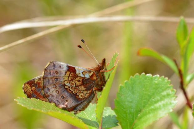 Boloria frigga