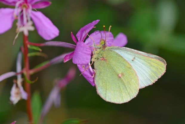 Colias pelidne