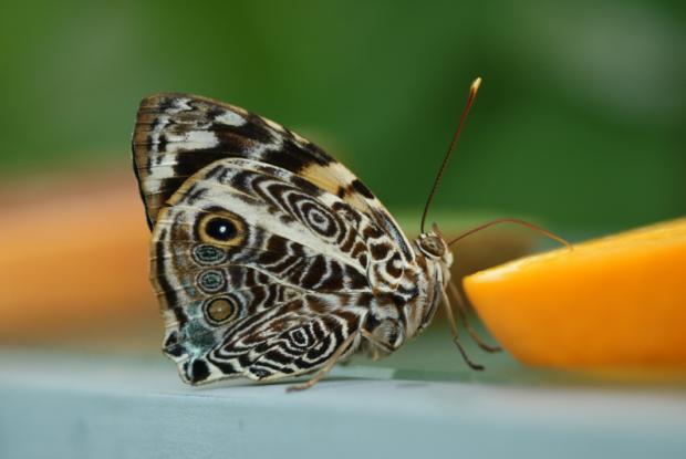 Insects, dinner is served!