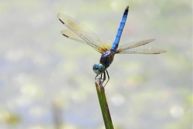 Blue dasher