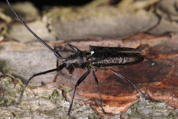 White-spotted sawyer