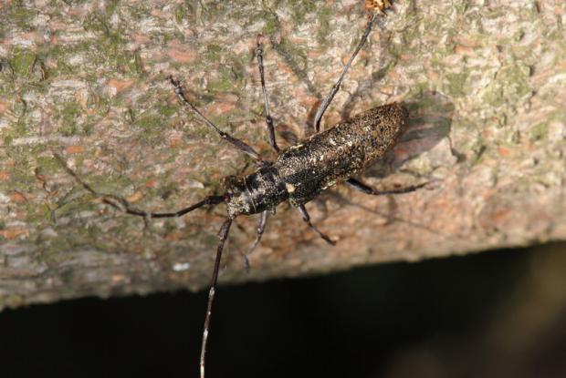 White-spotted sawyer