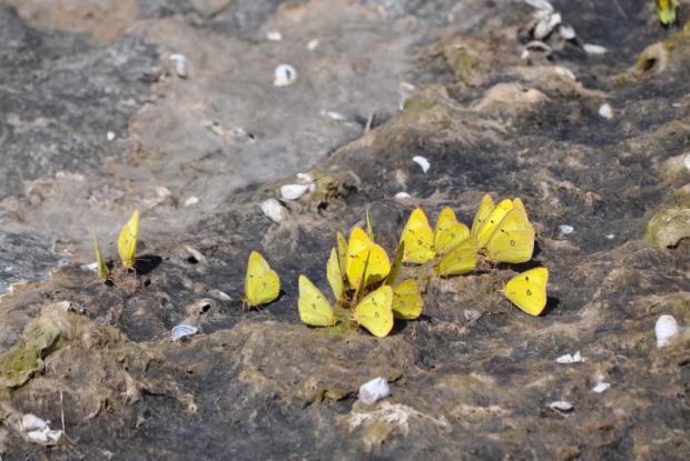 Colias philodice