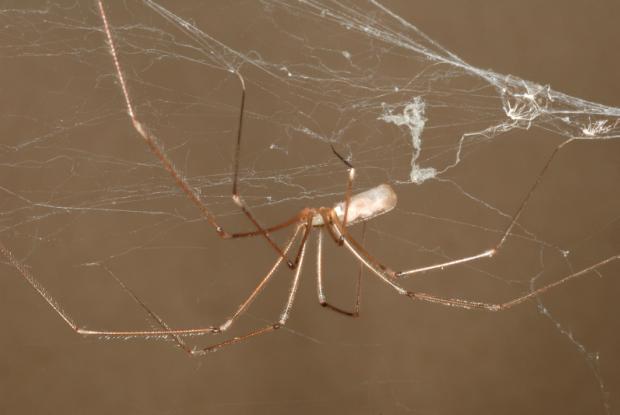  Long-bodied cellar spider