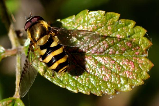 Syrphid flies