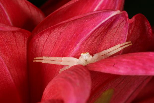 Crab spider