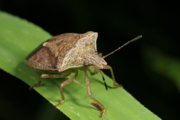Pentatomidae