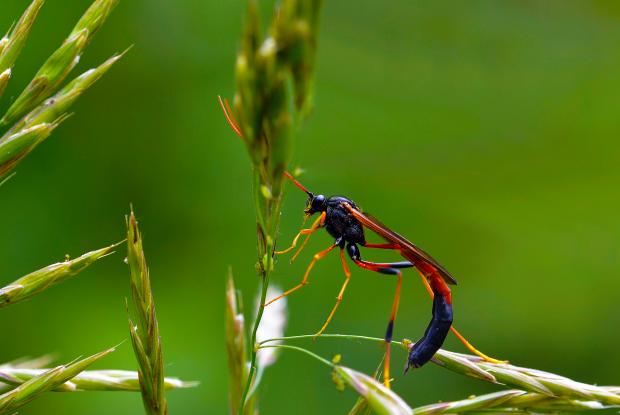 Ichneumonidae 