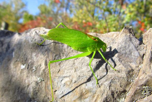 Oblong-winged katydid