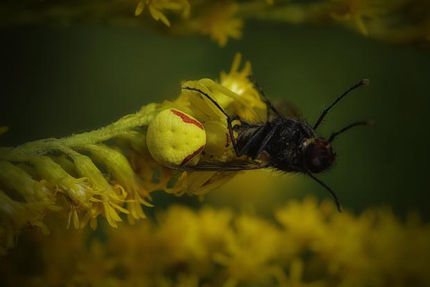 Goldenrod spider